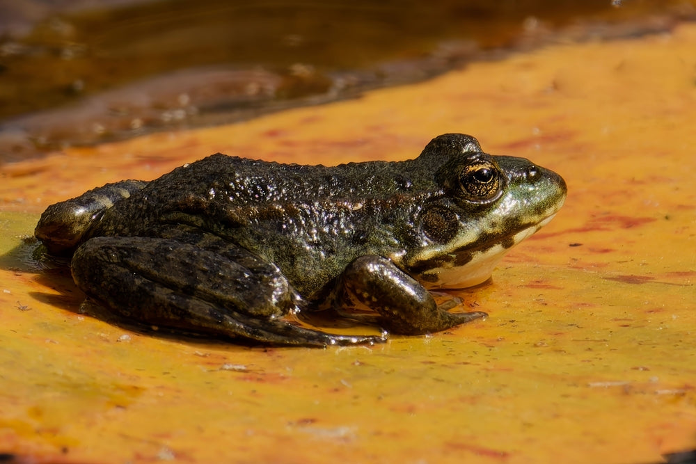 Nematode Worms in Amphibians: Signs, Treatment and Quarantine