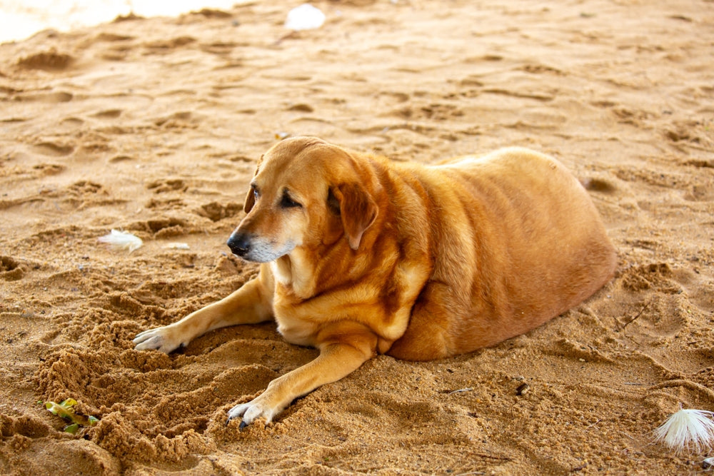 Why Dogs Get Overweight and How to Help Them Lose Weight Safely