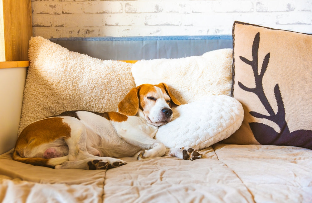 Vet-Approved Guide: Why Collagen Is an Important Part of Your Pet’s Body 🦴🐶🐱