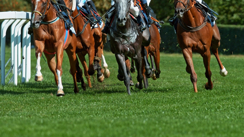 Best Hay Feeders for Horses: How To Reduce Waste Without Limiting Intake