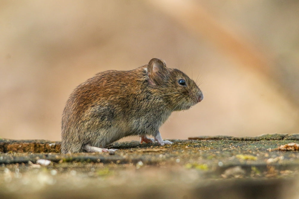Can Reptiles and Feeder Rodents Spread Salmonella? How To Handle Them Safely
