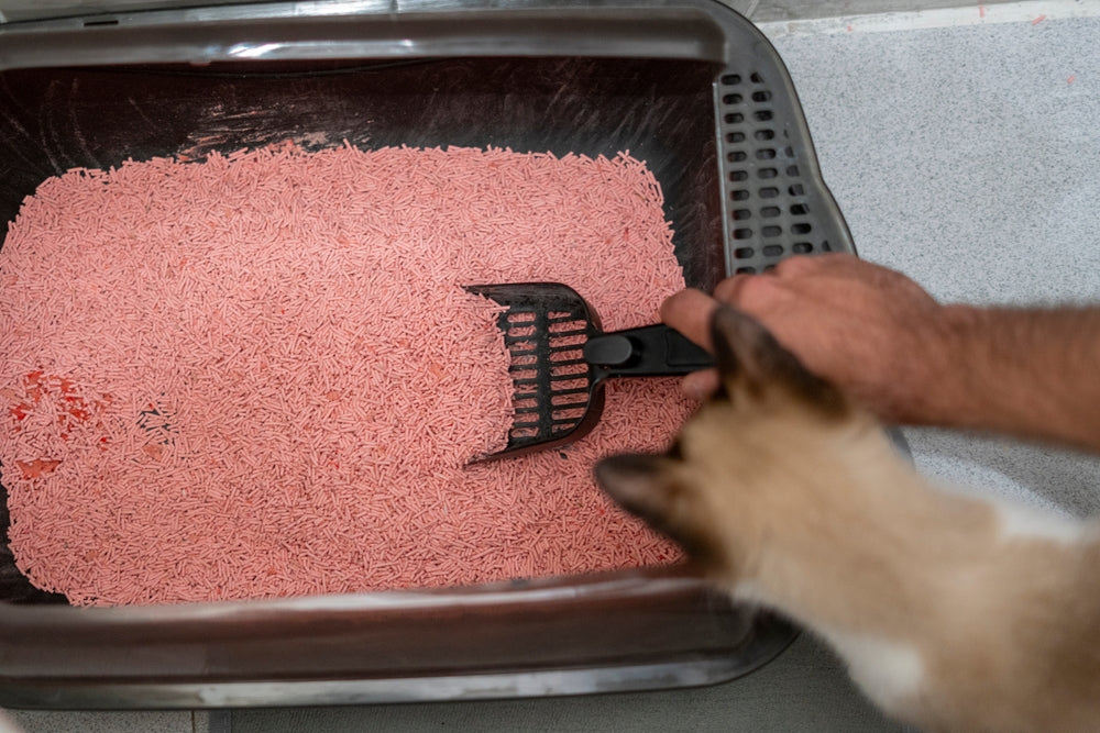 How to Slowly Change Your Cat’s Litter: A Vet’s 4–8 Week Plan to Reduce Stress and FLUTD Risk