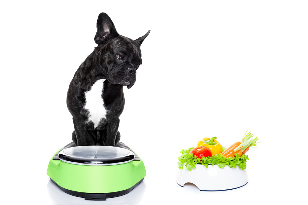 Vet-Approved Guide: How a Whole Food Multivitamin Can Support Your Pet’s Health Naturally 🐶🐱🌿