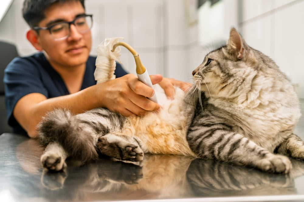 Vet Guide to Imaging Tests for Pets: X-Rays, Ultrasound, CT, MRI & More