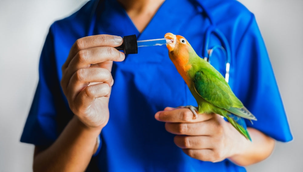 Aspergillosis in Birds: Symptoms, Diagnosis, Treatment and Prognosis