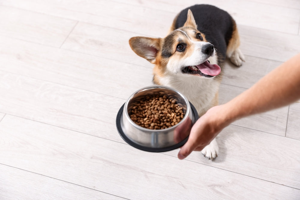 How Much Should I Feed My Dog and How Often?