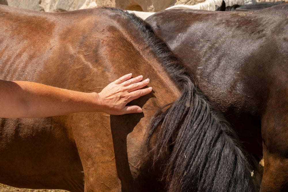 What to Do If Your Horse Is Down and Cannot Get Up