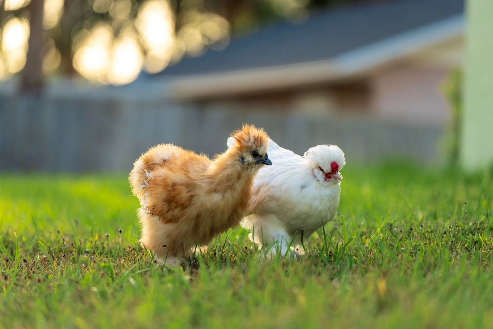 Common Bacterial Diseases in Backyard Chickens: Symptoms, Testing and Treatment