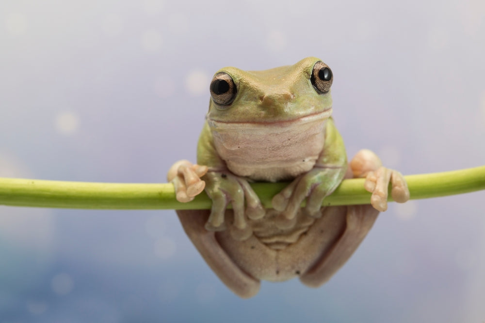 Corneal Lipidosis in Frogs: Why the Eye Turns White or Cloudy