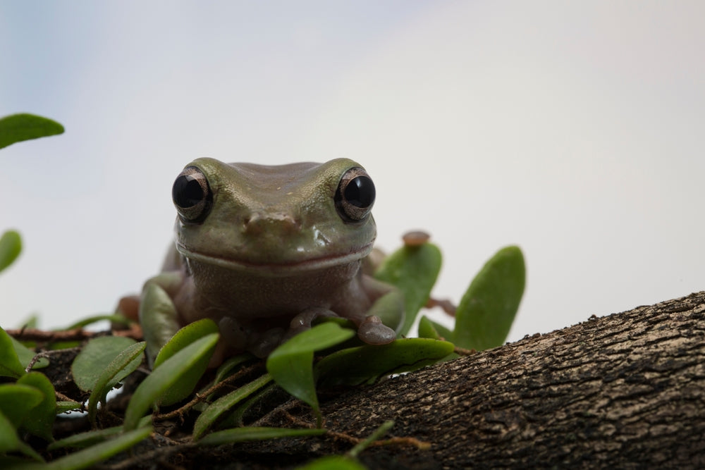 Saprolegnia Infection in Frogs, Axolotls and Salamanders: Signs, Treatment and Prevention