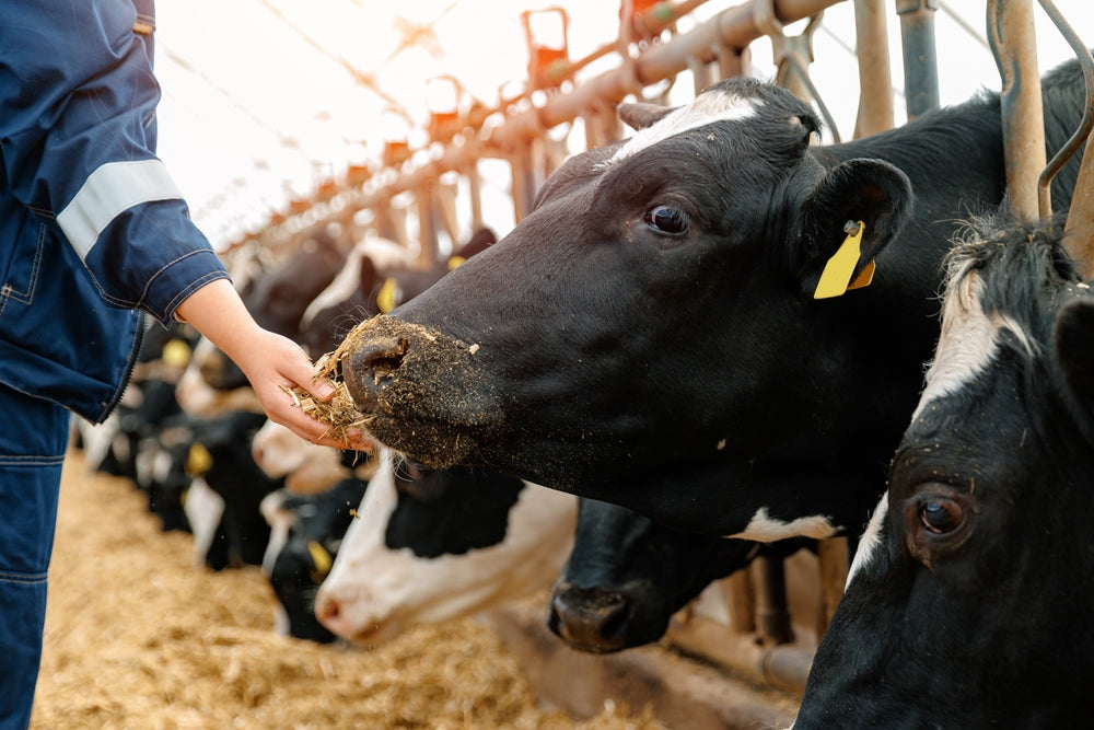 Breeding Dairy Cattle for Heat Tolerance