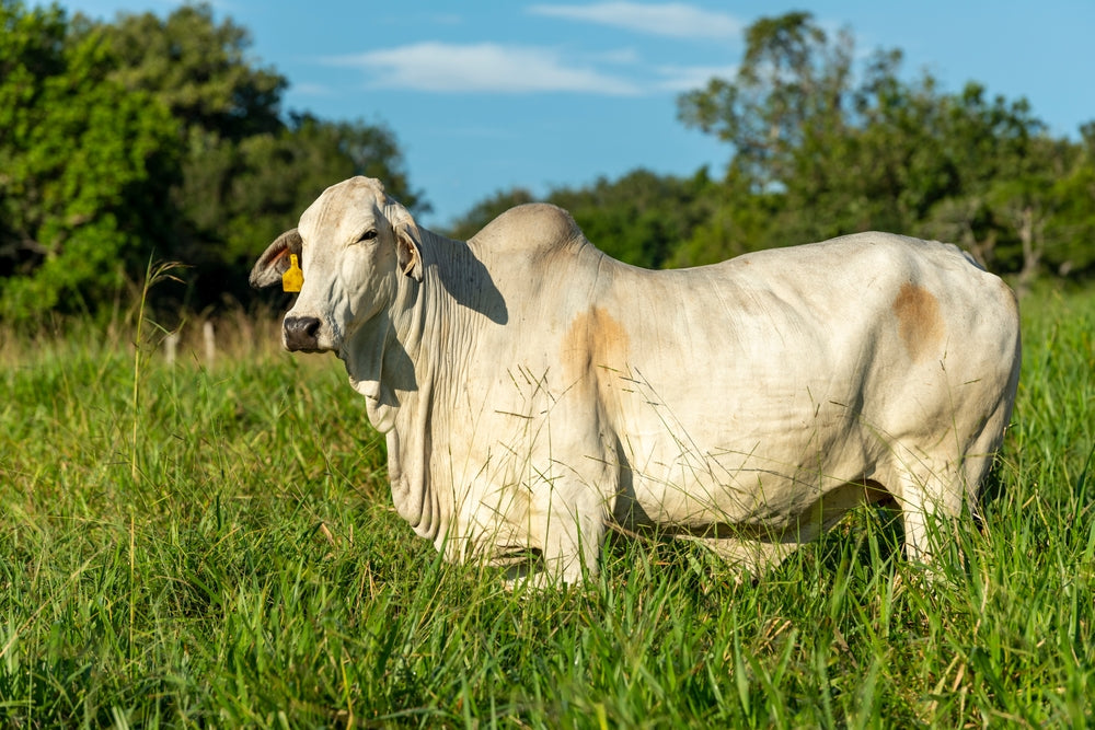 Do Brahman Cattle Need Less Protein Than Angus Cattle?