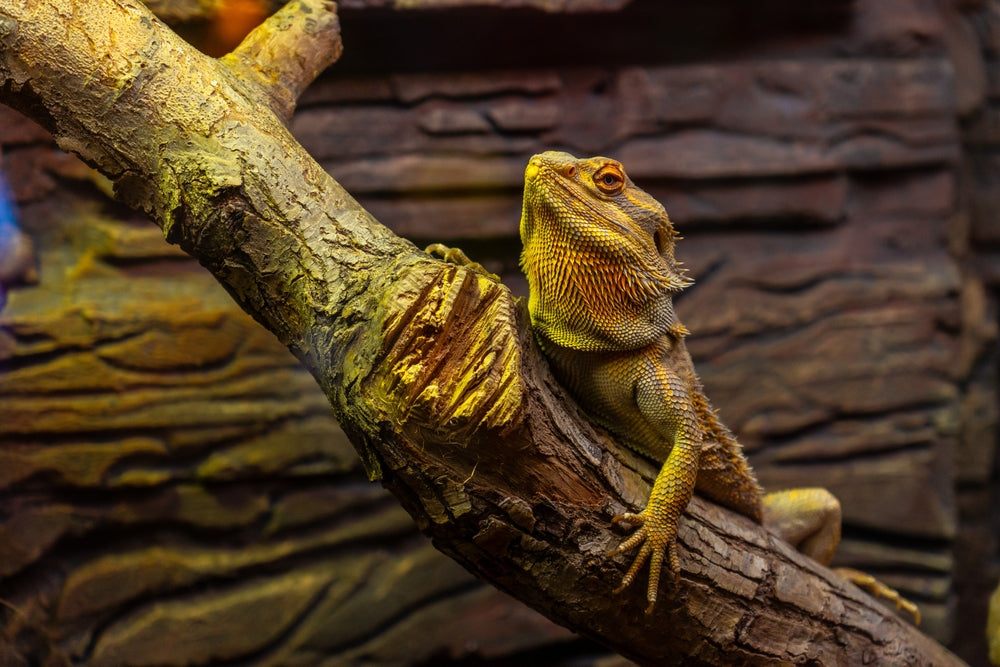 Yellow Fungus Disease in Bearded Dragons: Signs, Treatment and Prognosis