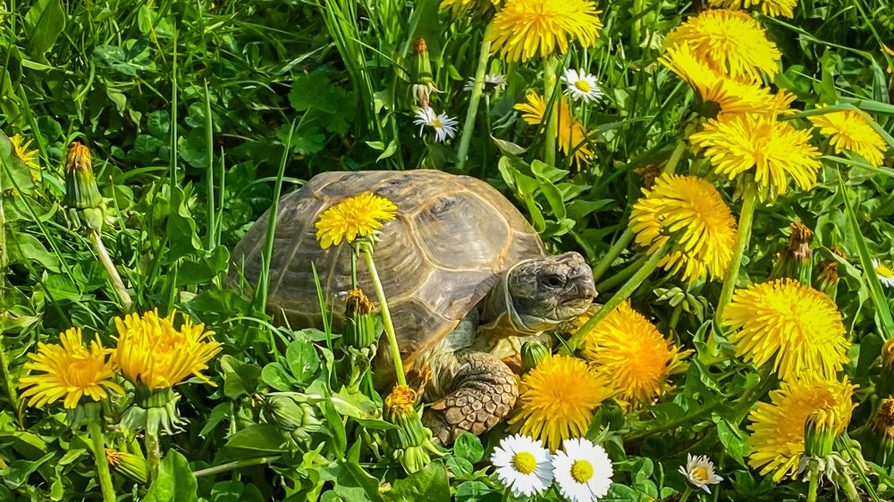 Turtle and Tortoise Ear Abscesses: Signs, Surgery and Treatment