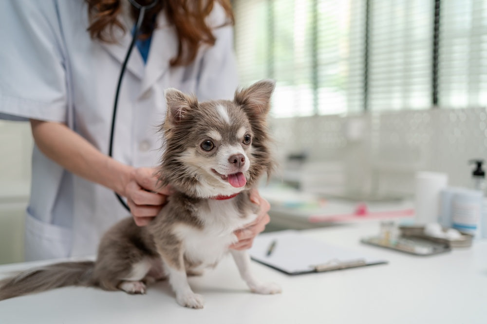 Transdermal Medications in Dogs and Cats: How Skin-Based Treatments Work