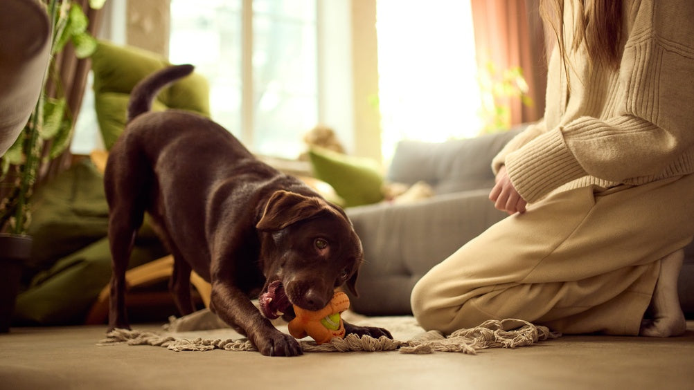 How to Find Reliable Pet Health Information Online