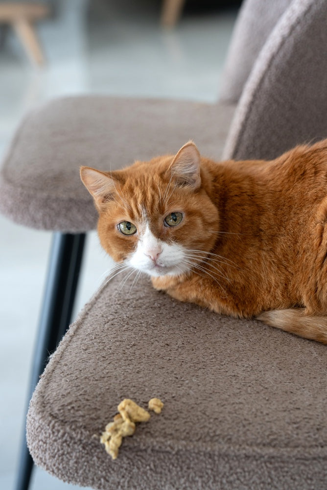 Chronic Vomiting in Cats: A Vet’s 2025 Guide to Diagnosis, Treatment & Home Care 🐱🤢