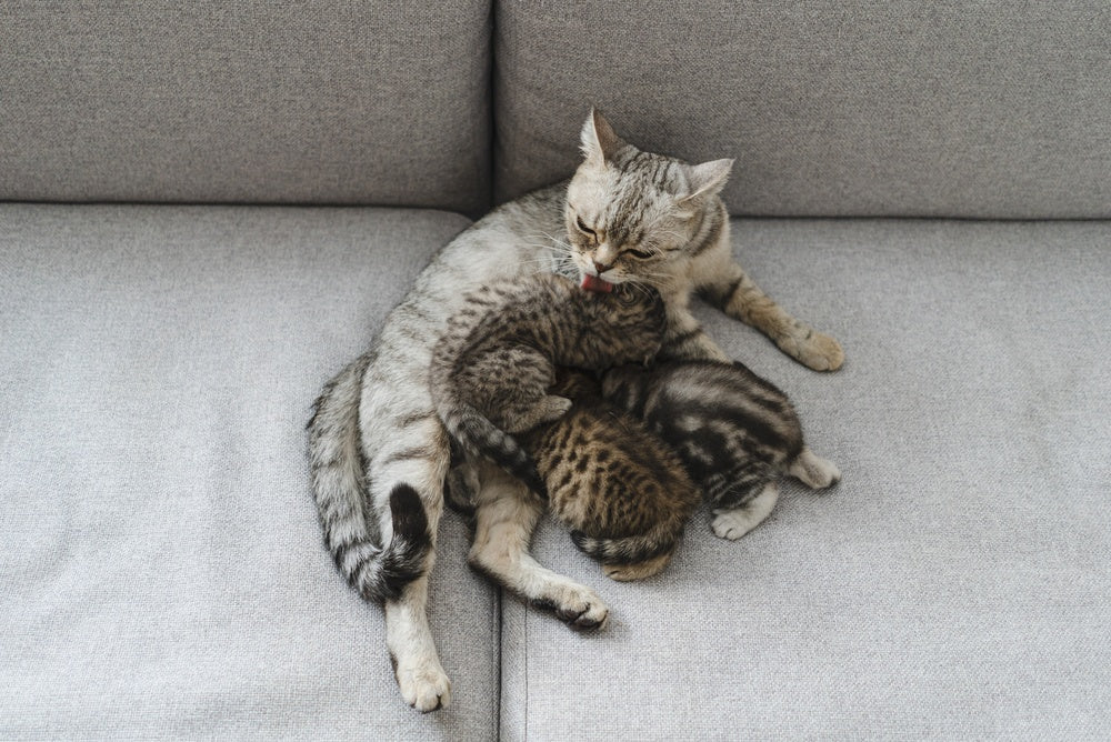 Eclampsia (Puerperal Tetany) in Cats: A Vet’s 2025 Guide to Prevention, Diagnosis & Care 🐱⚠️