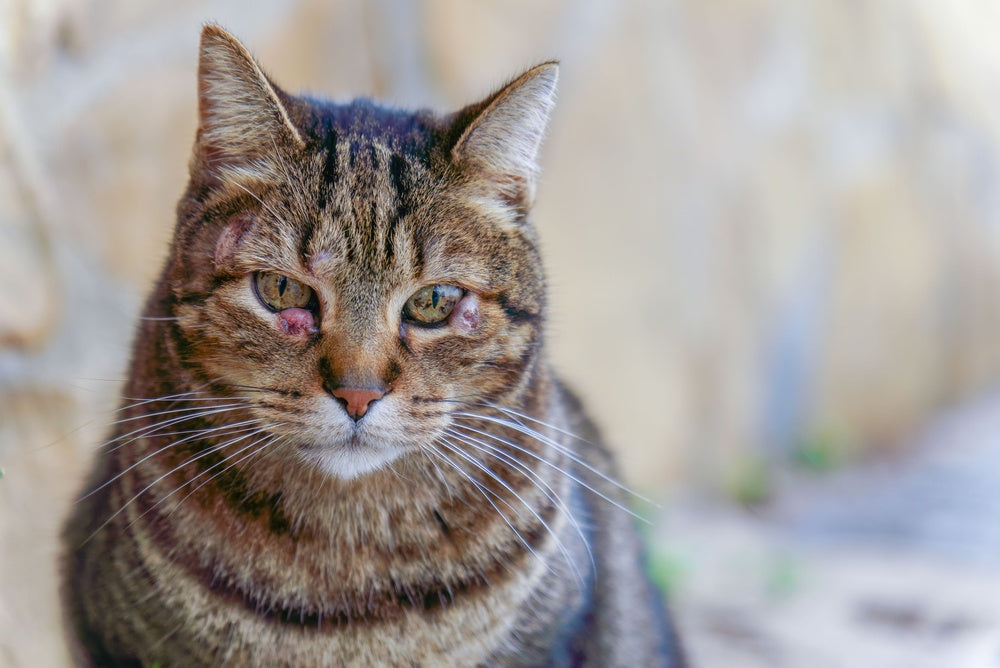 Eye Tumors in Cats: Vet Ocular Oncology Guide 2025 🐱👁️