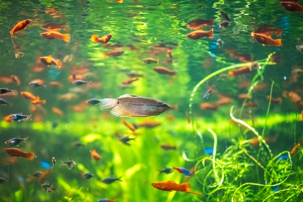 Are Fish Losing Popularity? What Selfies and Surveys Really Tell Us