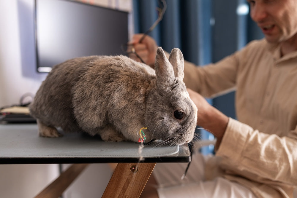 Electric Cord Bite in Rabbits: Vet Guide 2025 🐇⚠️