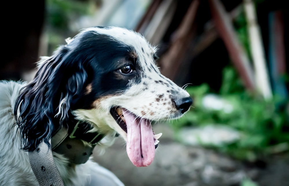 What Is Taurine Deficiency and How Can It Affect Your Pet? 🐱🐶❤️