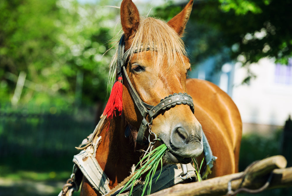How Often Should You Feed a Horse?