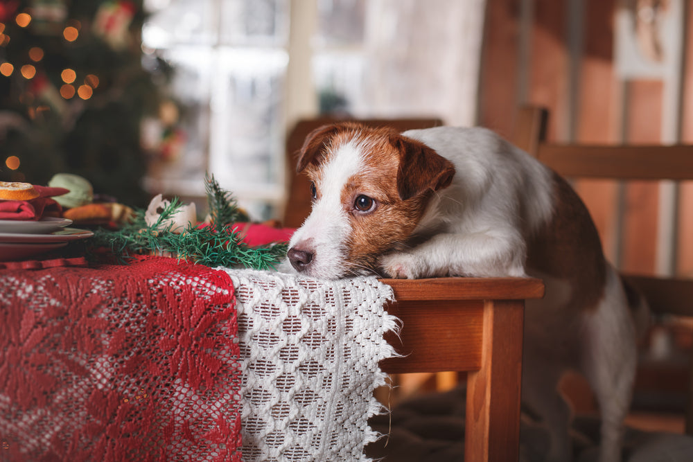 Festive Christmas Recipes You Can Safely Make for Your Dog 🎄🐶✨