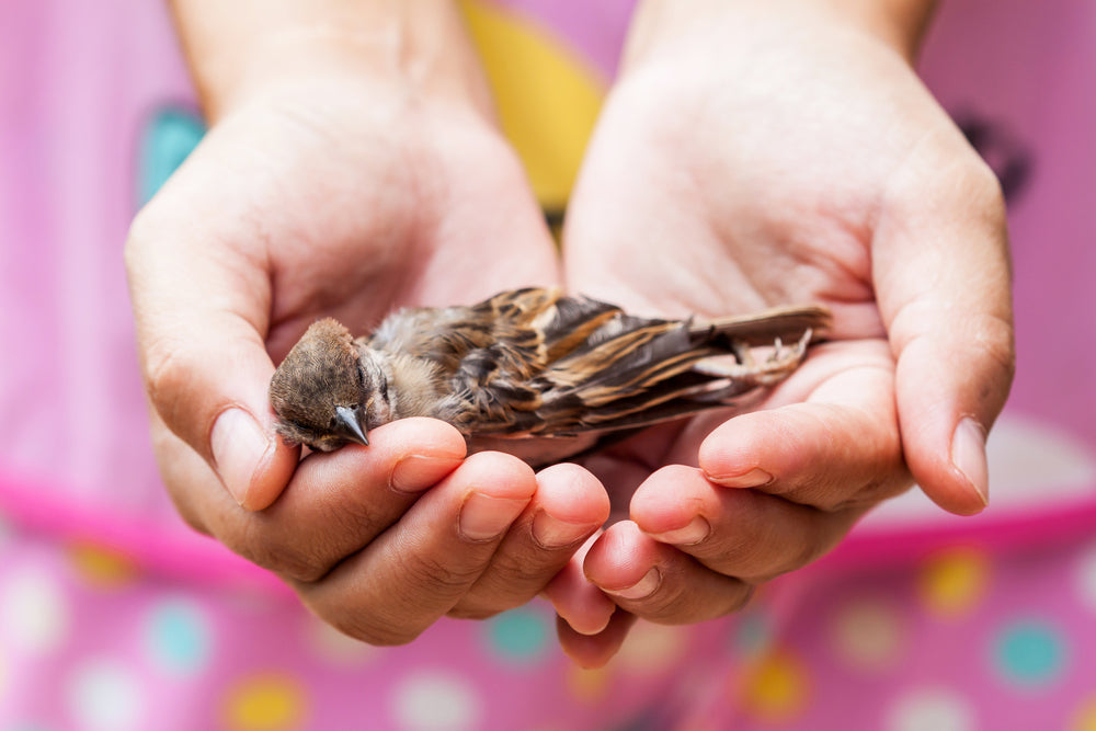 Proventricular Dilatation Disease in Parrots: Signs, Testing and Treatment
