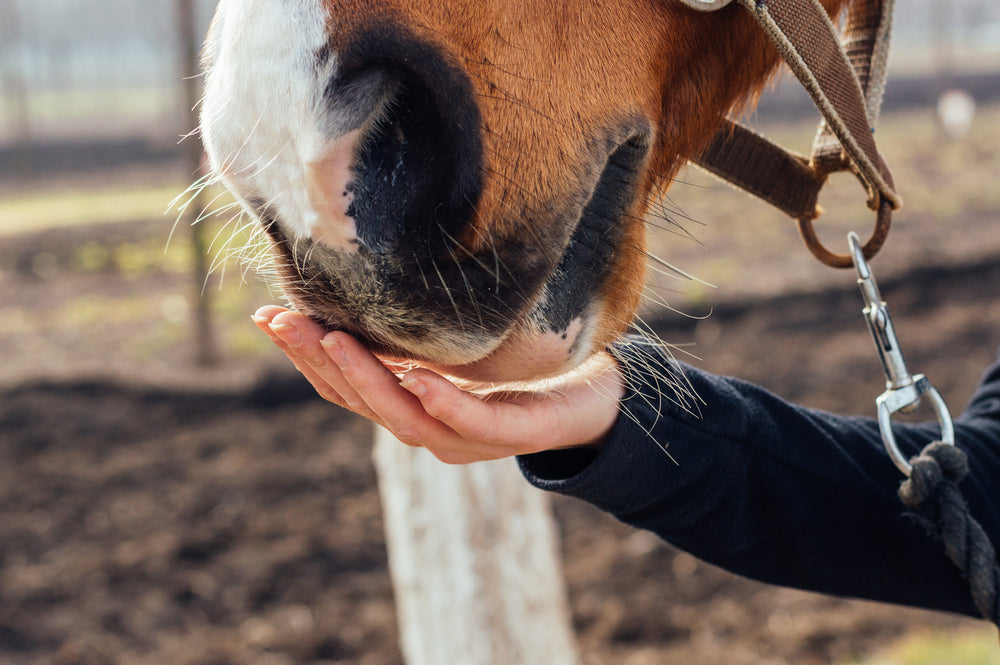 Can Omega-3 Help Sweet Itch in Horses?