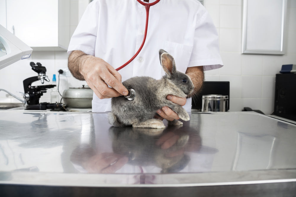 Rabbit Care