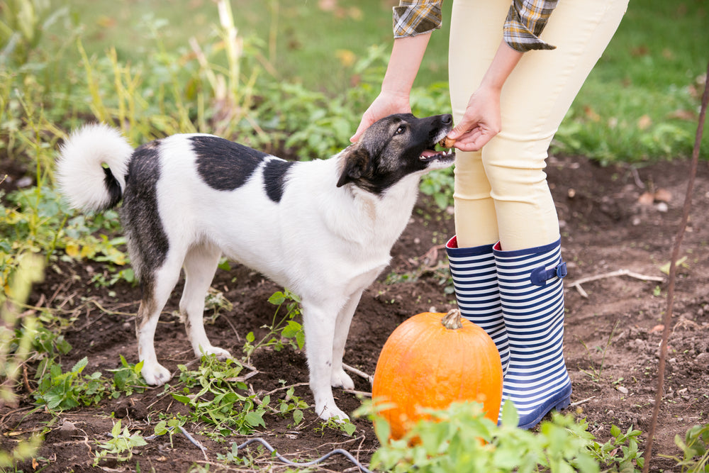 3 Pumpkin Dog Treat Recipes and How to Feed Them Safely