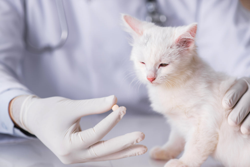 Ivermectin for Cats and Dogs