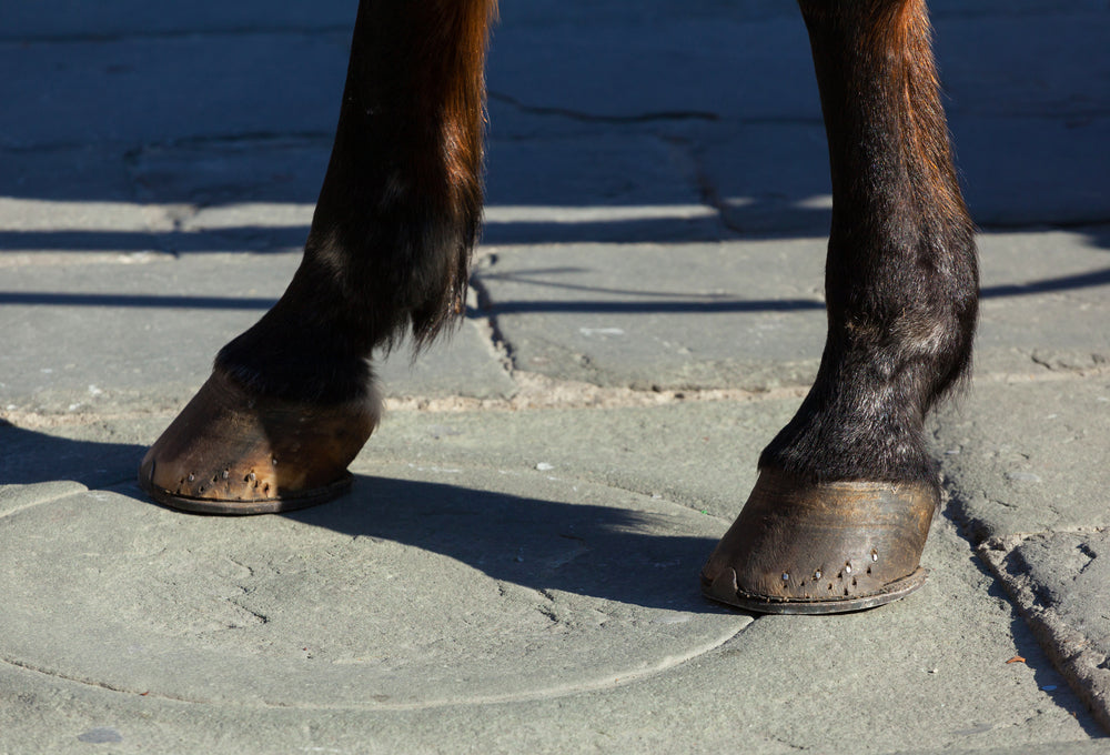Horse Pastern Cut: First Aid, Treatment and When To Call a Vet