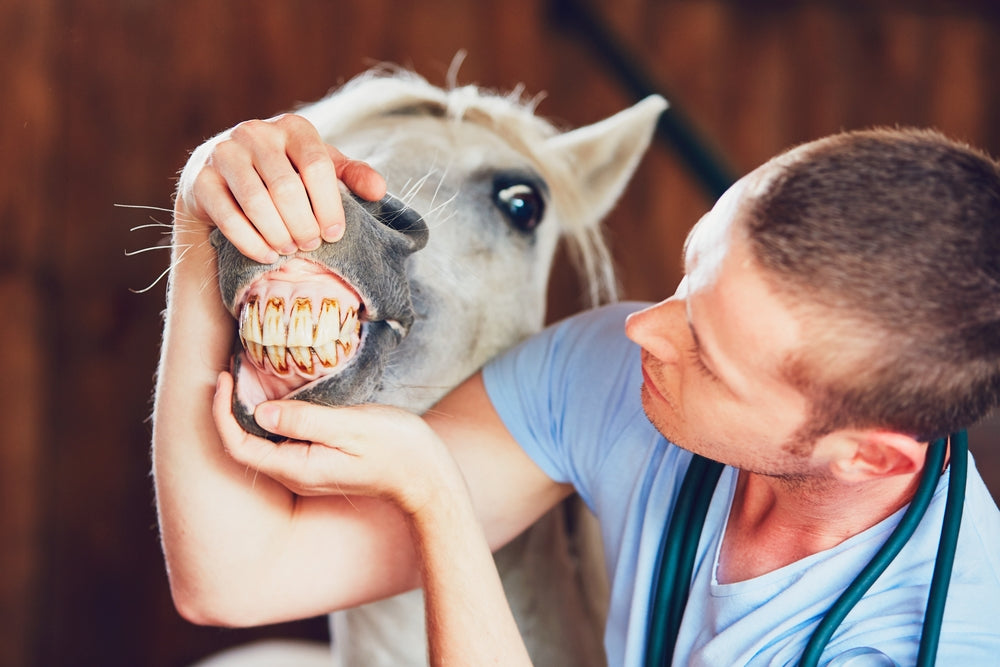 Monensin Poisoning in Horses: Signs, Emergency Care, and Recovery