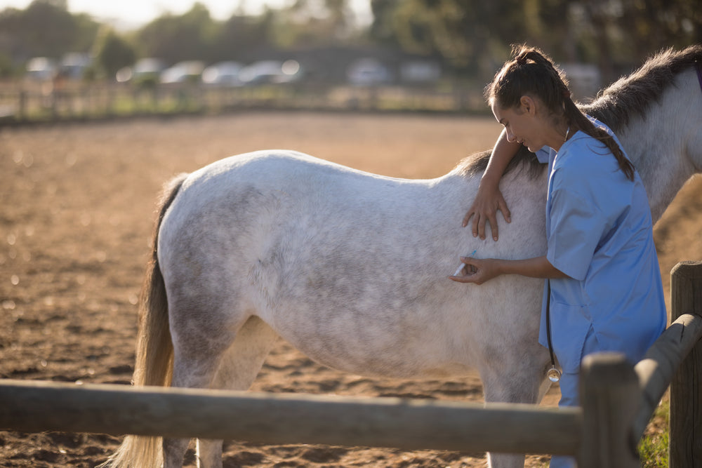 Do Omega-3 Supplements Help Insulin Resistance in Horses?