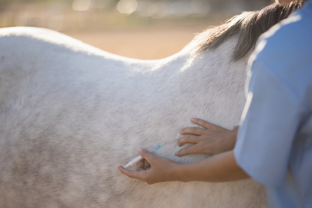 How to Tell If Your Horse Is in Pain When Ridden