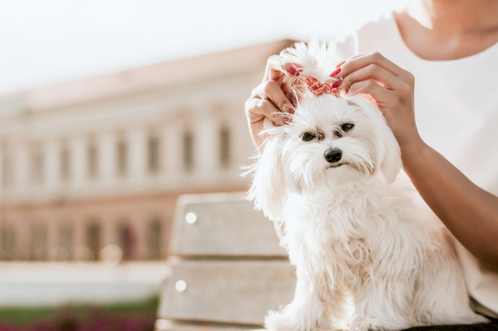 Plant-Based Omega-3 for Dogs and Cats: Benefits, Sources, and What to Know 🌿🐶🐱✨