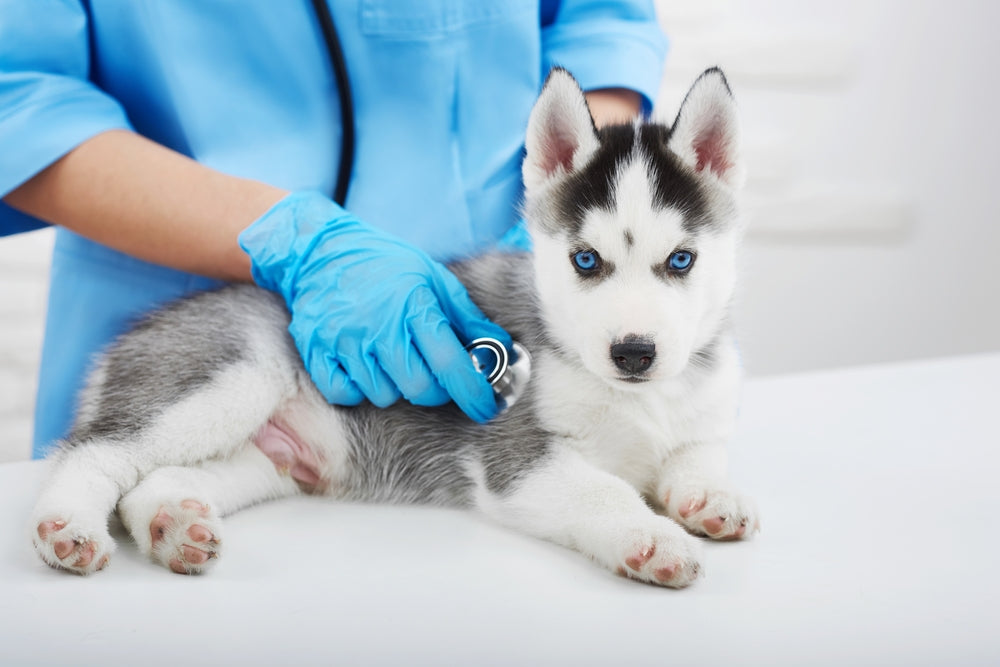 Pet Physical Exam Checklist