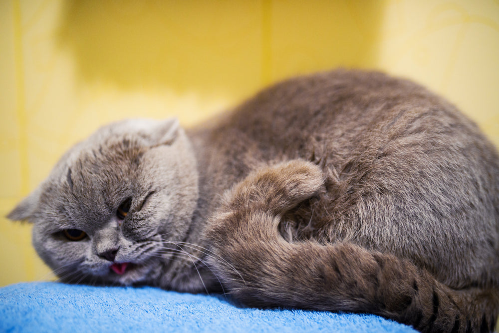 Fainting (Syncope) in Cats: A 2025 Veterinary Guide to Causes, Diagnosis & Treatment 🐱🧠