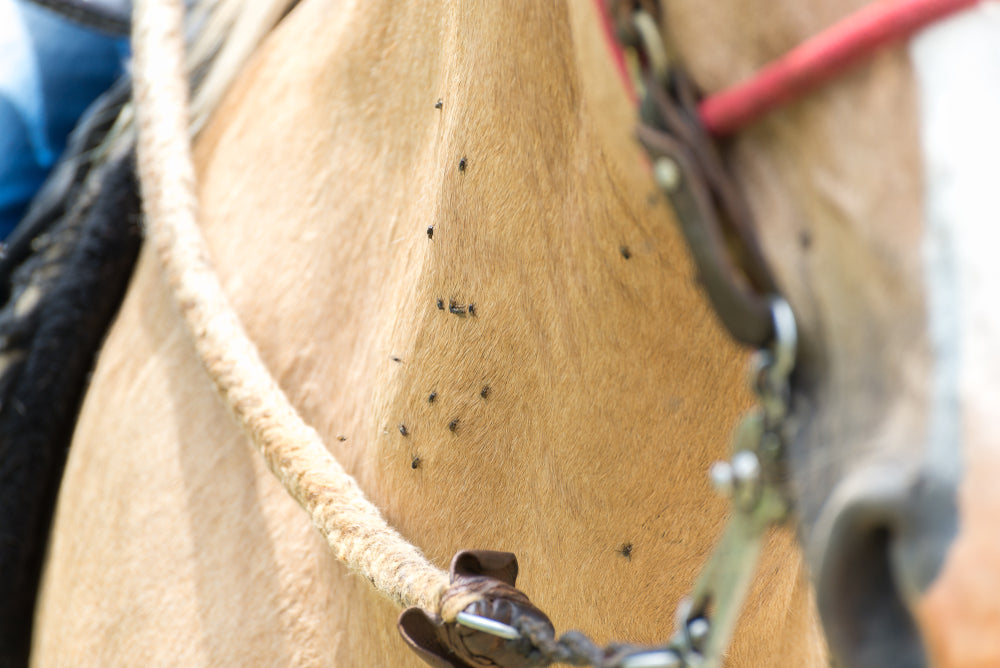 Mosquito Control for Horse Owners
