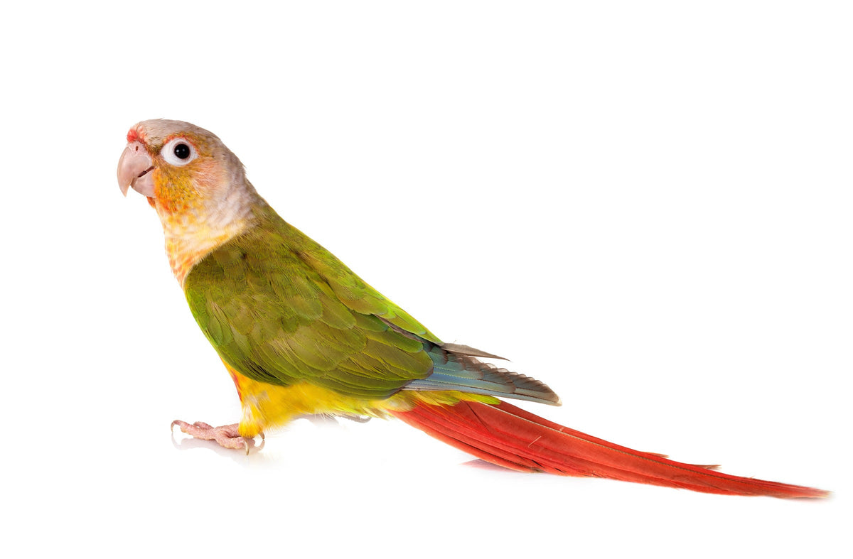 Small green parrot with an orange face and red tail against a white background.