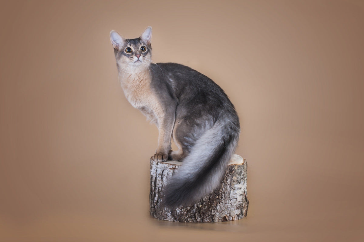 Blue-grey Somali cat sitting on a tree stump in a studio