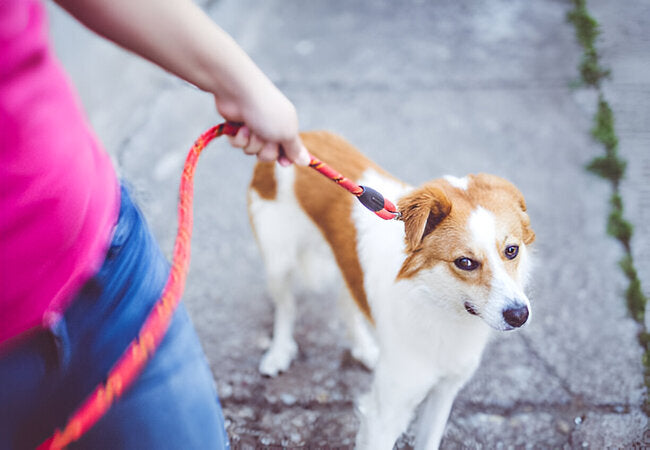 How to Teach Loose-Lead Walking Without Pulling or Jerking