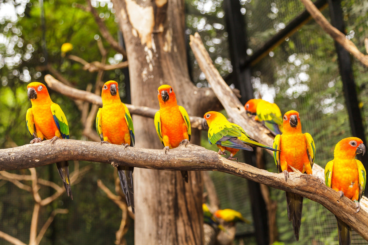 Bright yellow and orange conures perched together on a branch.