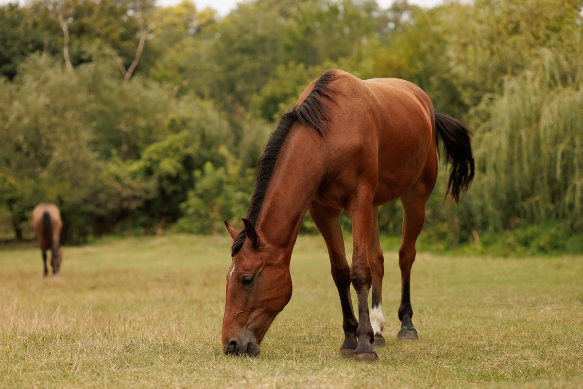 A bay horse grazing in a paddock.