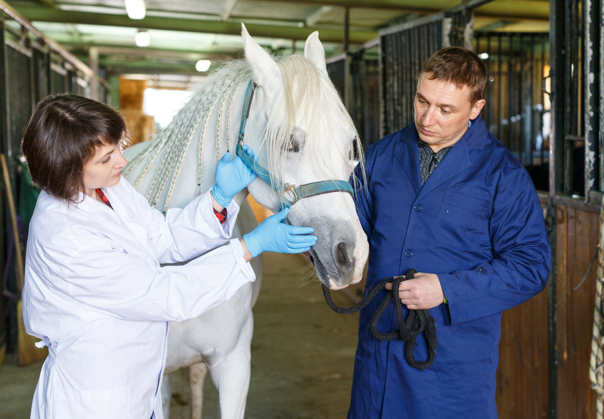 Veterinary professional examining a grey horse's face while a handler holds it.