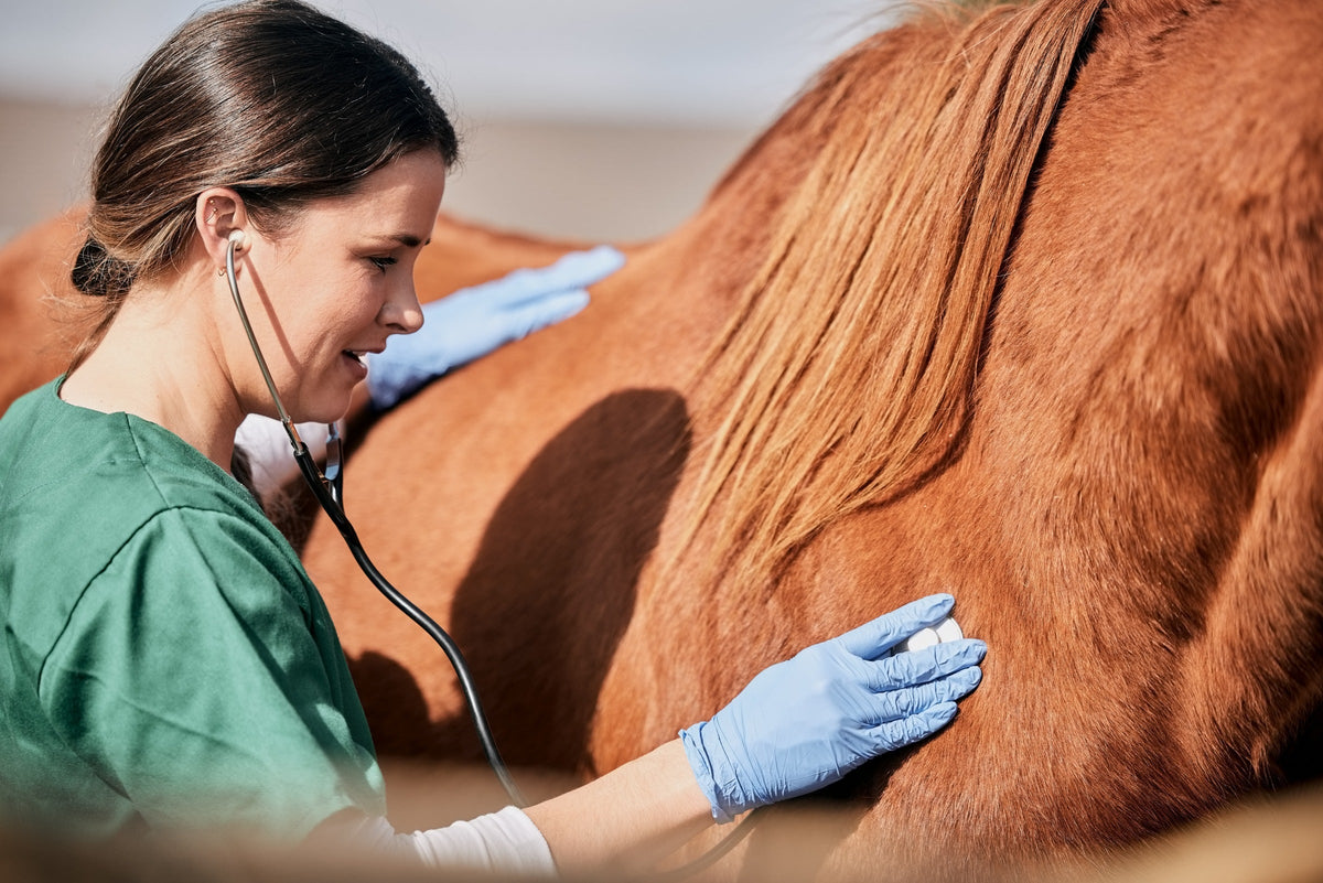 Veterinary professional listening to a chestnut horse's chest with a stethoscope.