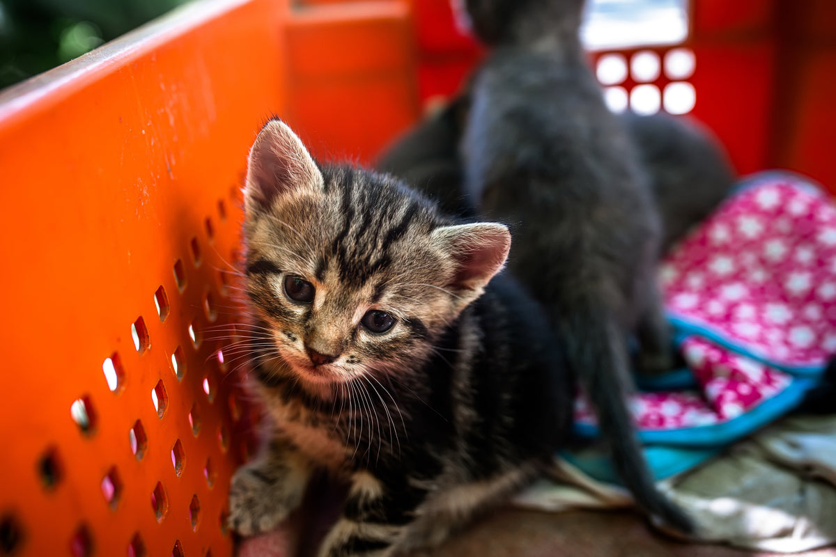 A tabby kitten sitting in an orange basket with other kittens behind it.
