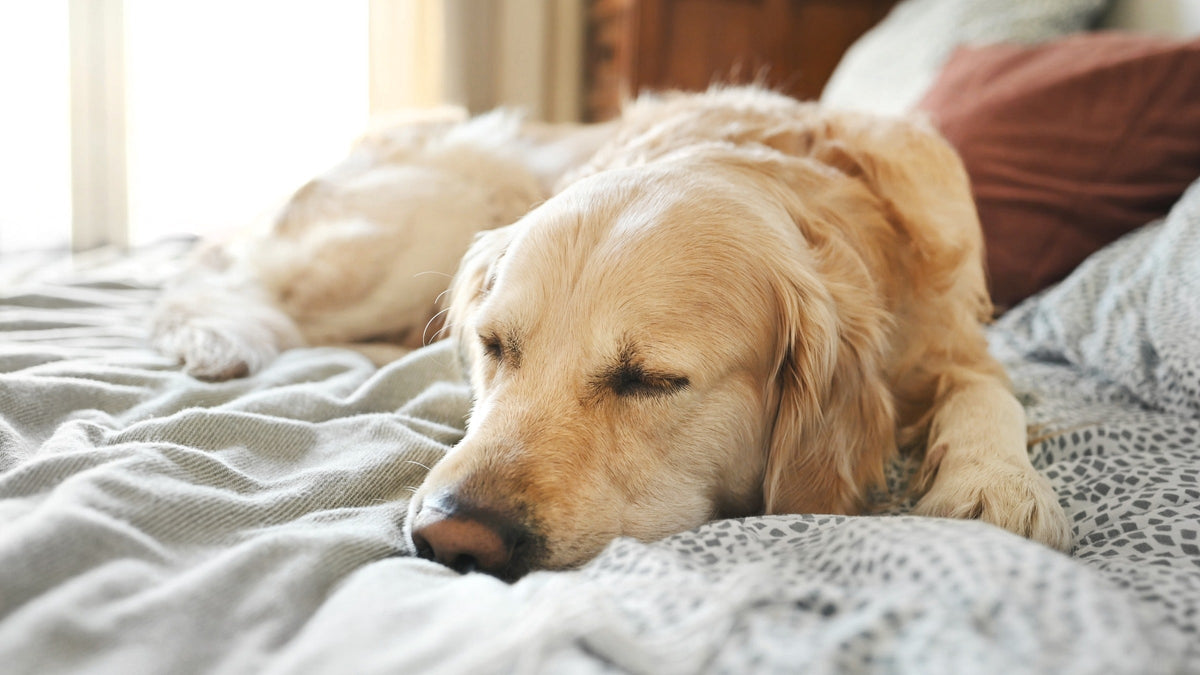 Golden-colored dog sleeping on a bed.